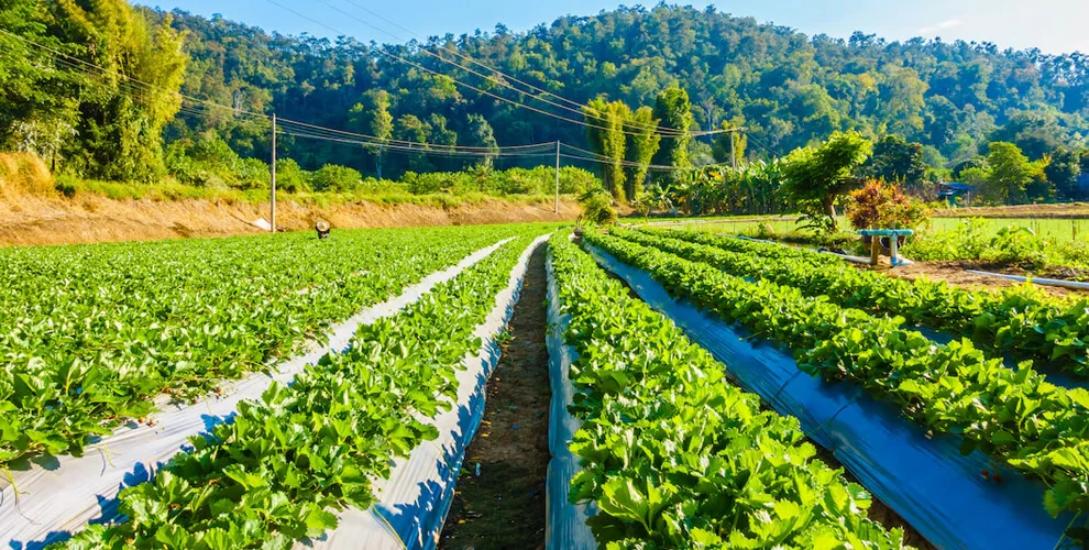How to Register an Agricultural Farm in Nepal
